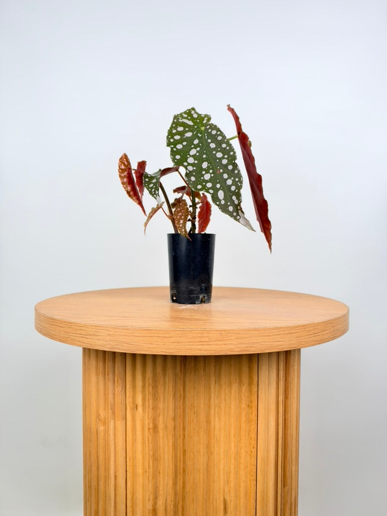 Begonia Maculata