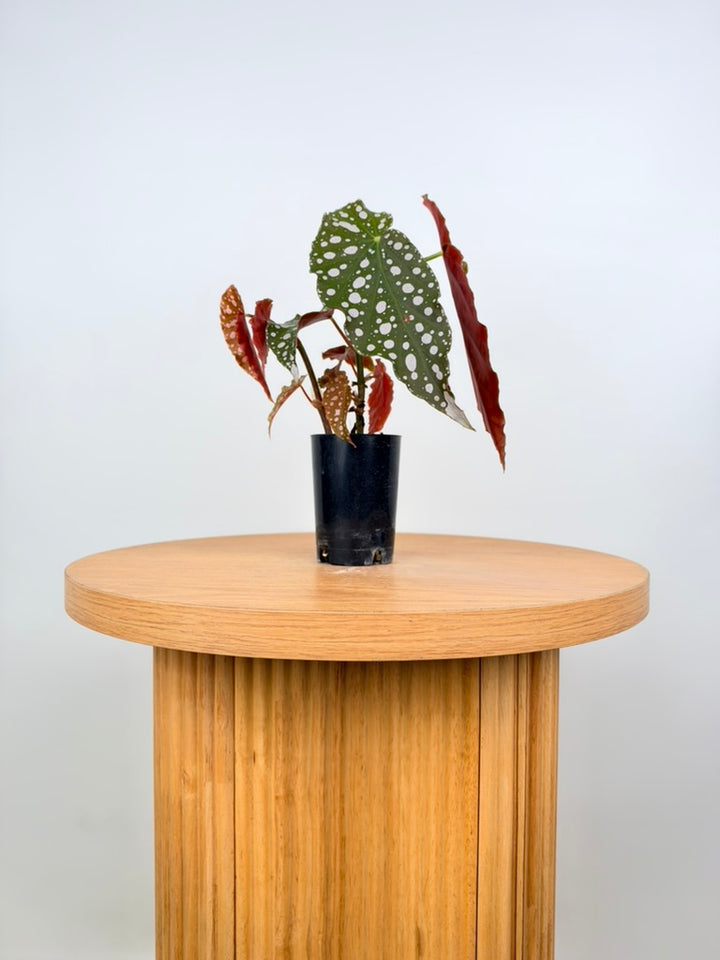 Begonia Maculata
