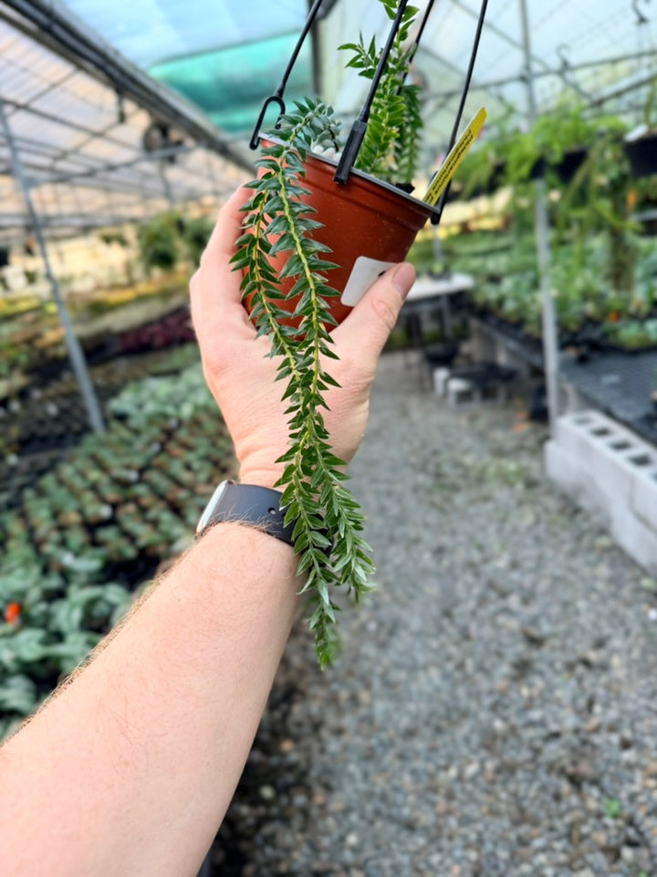 Handpicked #3 - Phlegmariurus Phlegmarioides X Phlegmariurus Ledermannii - Tassel Fern