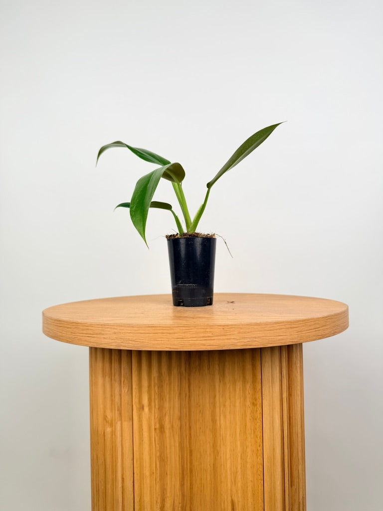 Philodendron Mexicanum