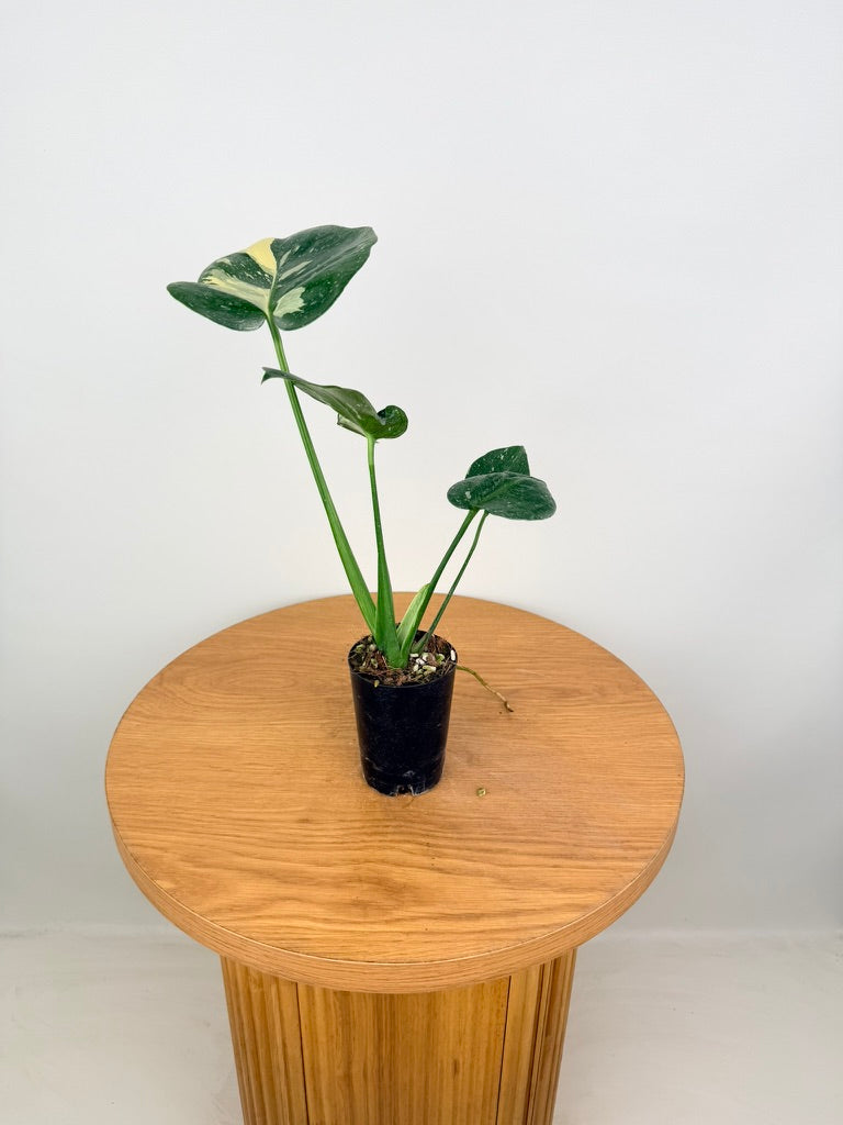 Monstera Deliciosa - Thai Constellation - Random Selection - Imperfect Foliage