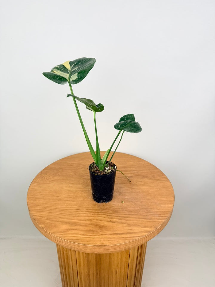 Monstera Deliciosa - Thai Constellation - Random Selection - Imperfect Foliage