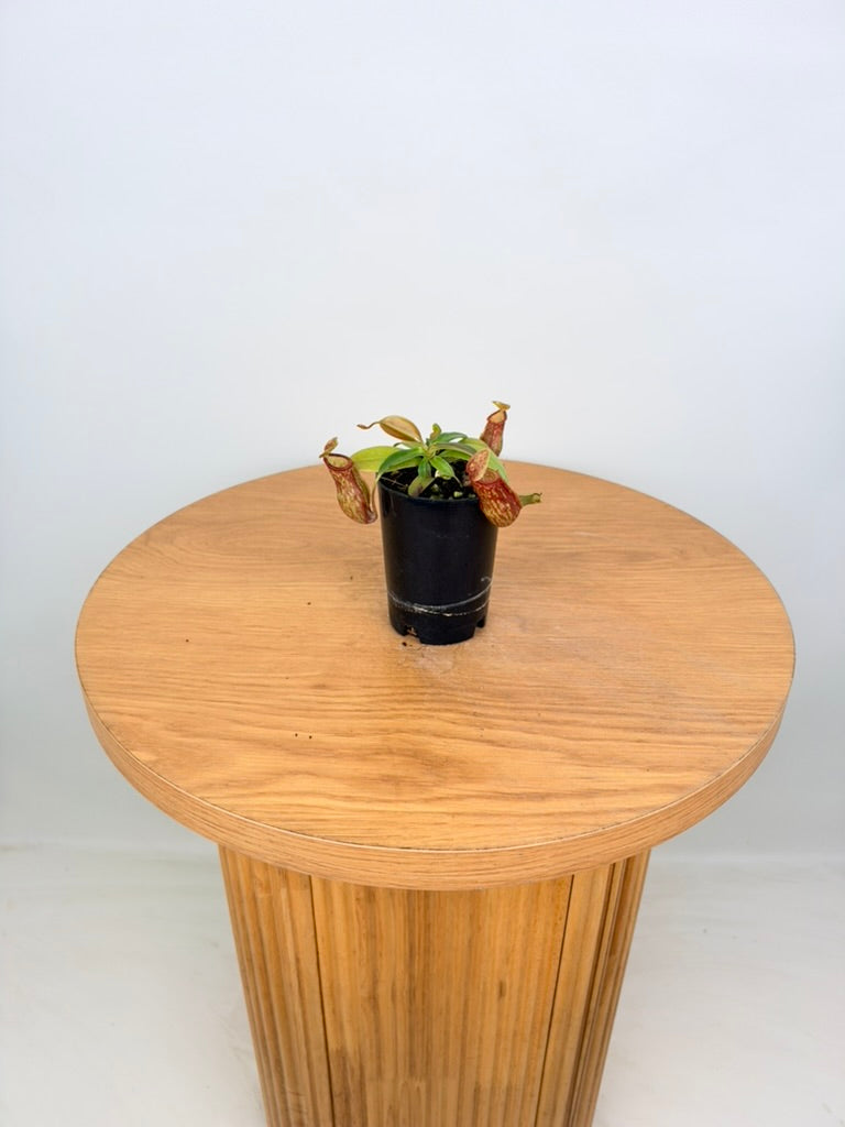 Nepenthes St Gaya