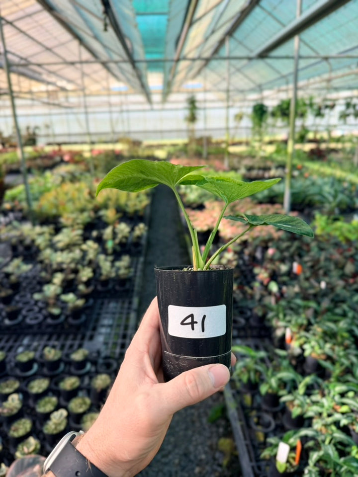 Handpicked #41 - Syngonium Wendlandii - Scrambled Eggs