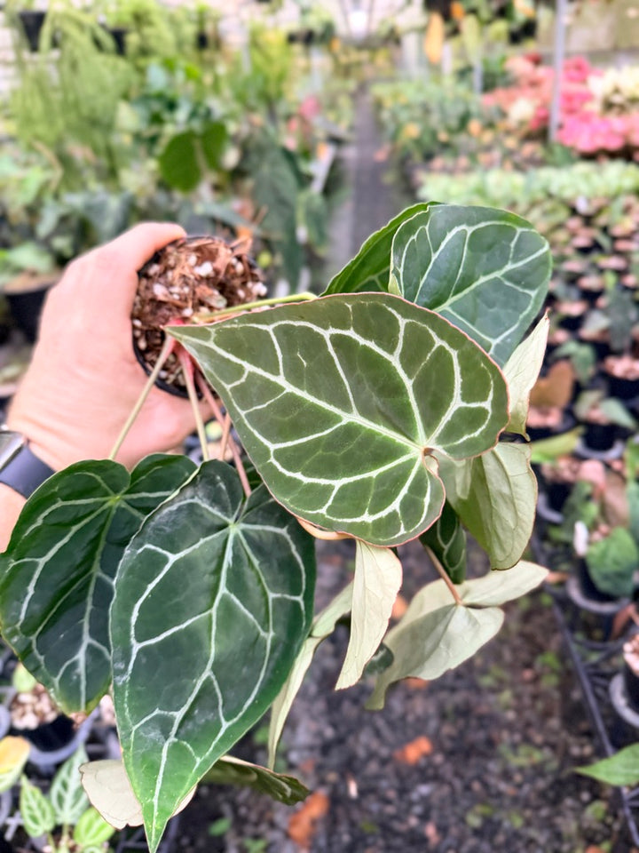 Handpicked #134 - Anthurium Crystallinum - Multi Headed