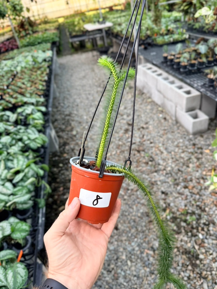 Handpicked #8 - Phlegmariurus squarrosus [Huperzia Squarrosa] - Thailand Large Rock Tassel Fern