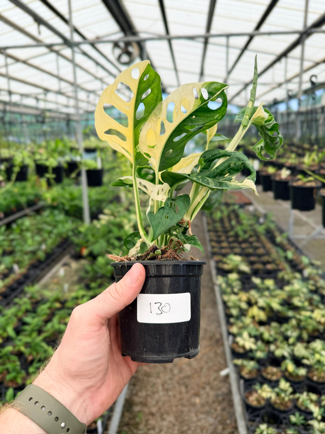 Handpicked #130 - Monstera Adansonii - Monkey Mask - Variegated Albo - Double Planted