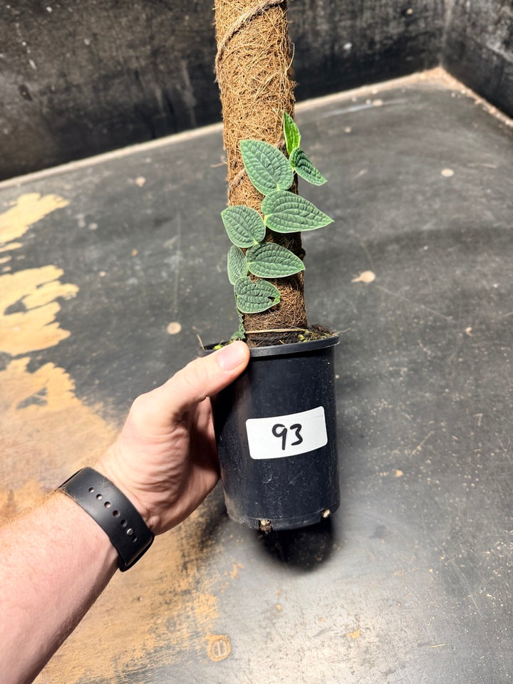 Handpicked #93 - Rhaphidophora Versteegii Totem - 100mm Pot