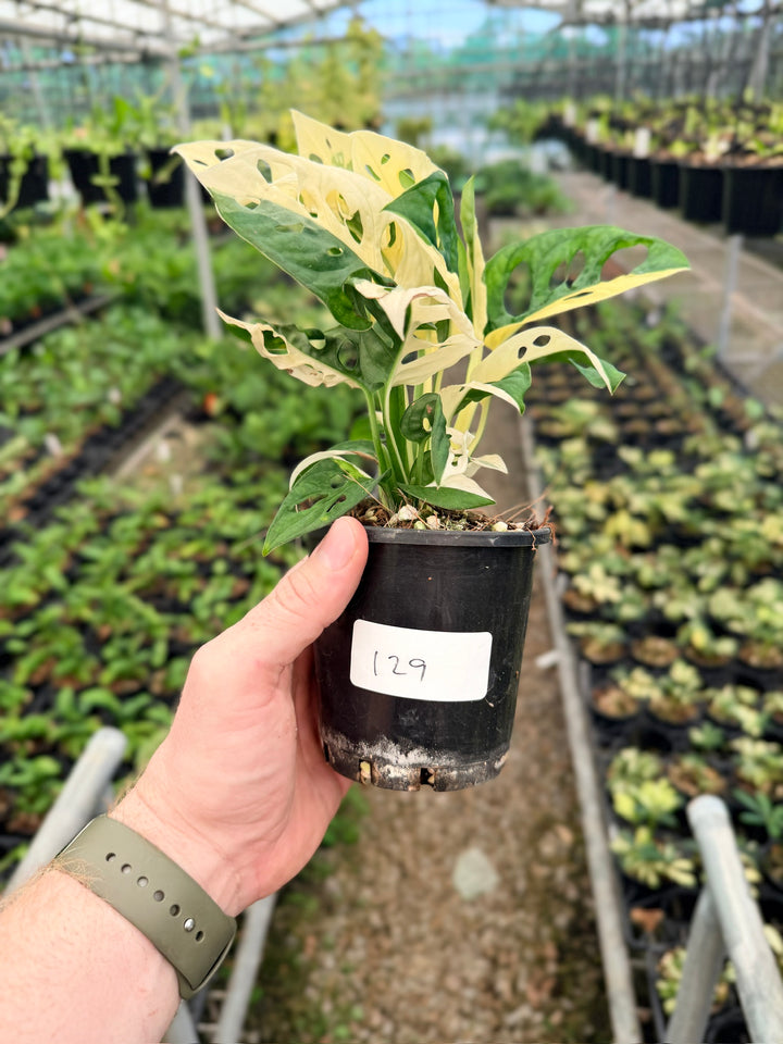 Handpicked #129 - Monstera Adansonii - Monkey Mask - Variegated Albo - Double Planted