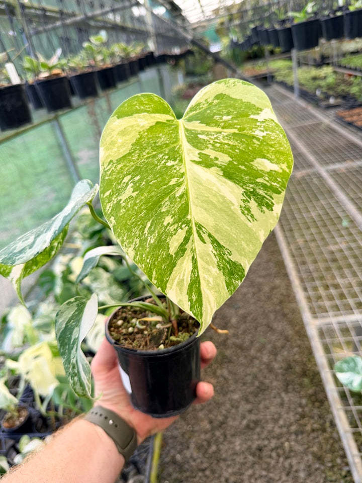 Handpicked #138 - Monstera Deliciosa Borsigiana Variegated Albo