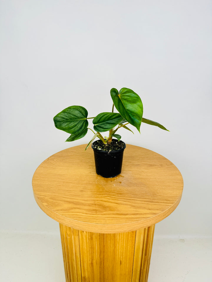 Philodendron ser. Rupicola - Pastazanum Silver