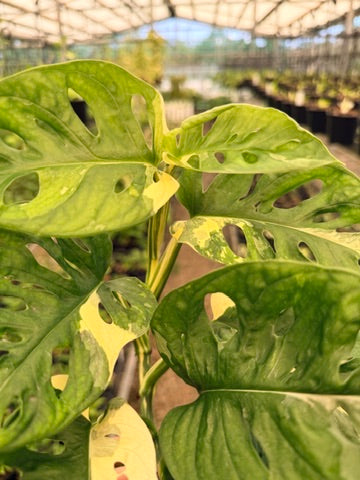 Handpicked #121 - Monstera Adansonii - Monkey Mask - Variegated Albo - Double Planted