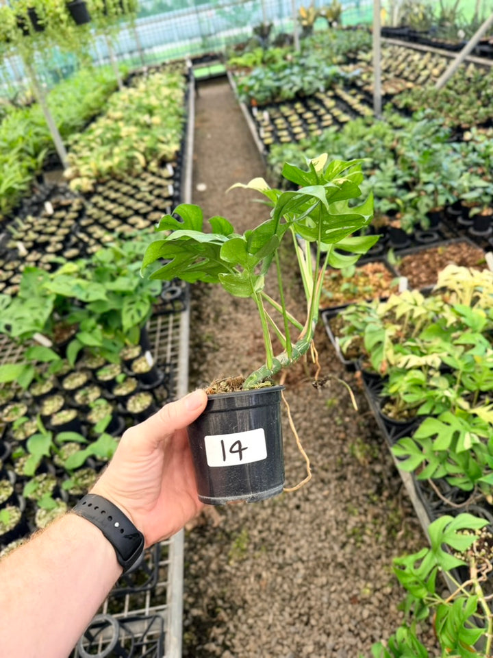 Handpicked #14 -  Rhaphidophora Tetrasperma Variegata Albo