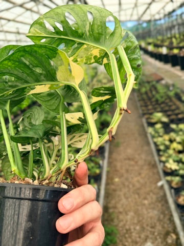 Handpicked #121 - Monstera Adansonii - Monkey Mask - Variegated Albo - Double Planted
