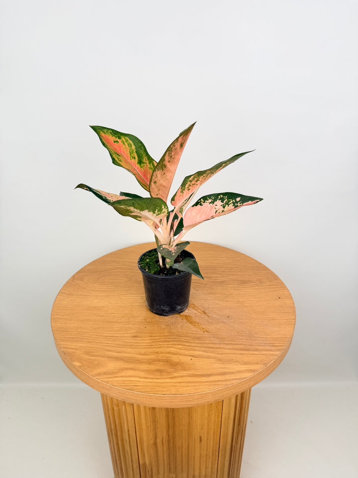 Aglaonema Commutatum - Spitfire