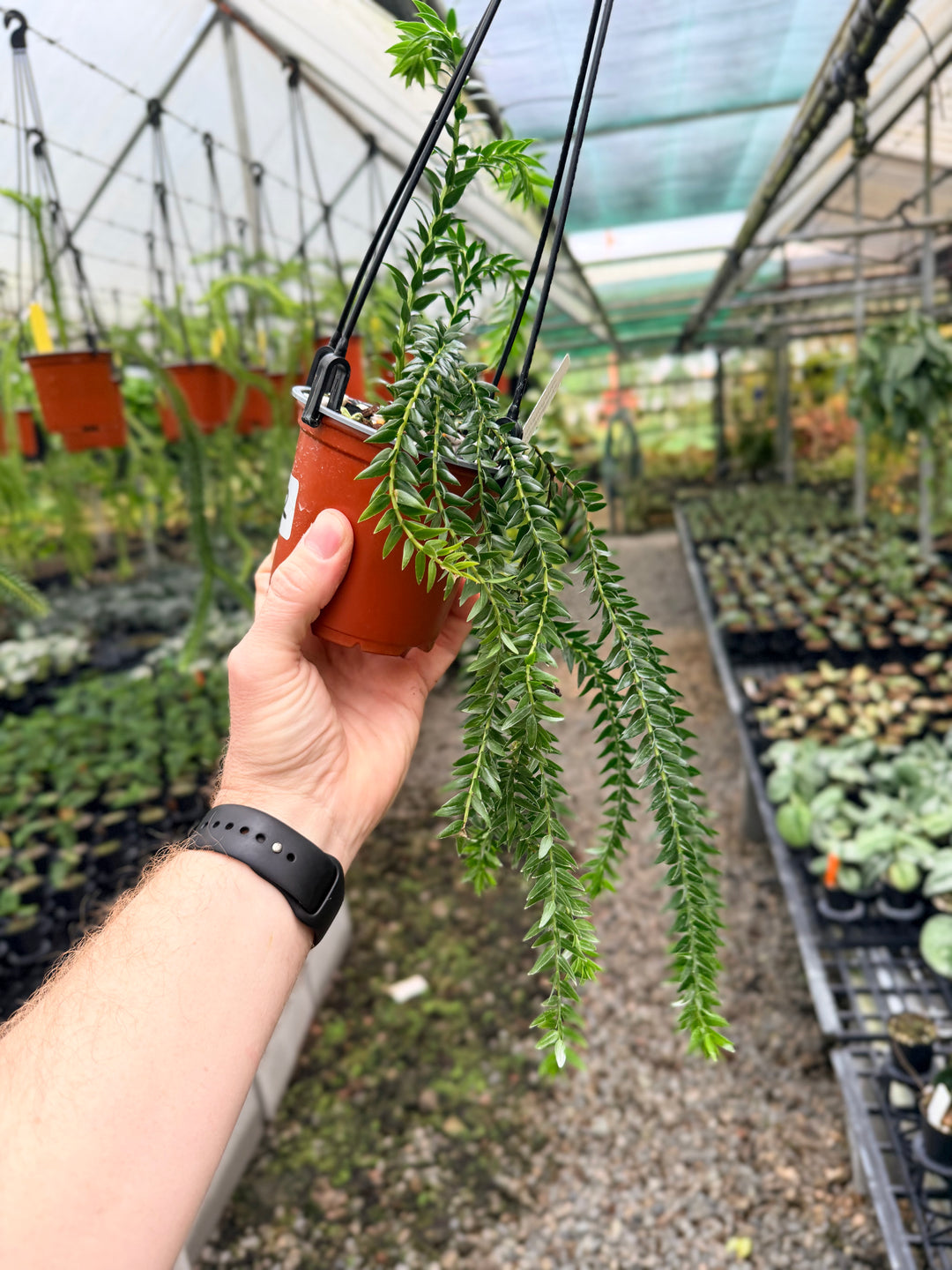 Handpicked #232 - Phlegmariurus Phlegmarioides X Phlegmariurus Ledermannii - Tassel Fern