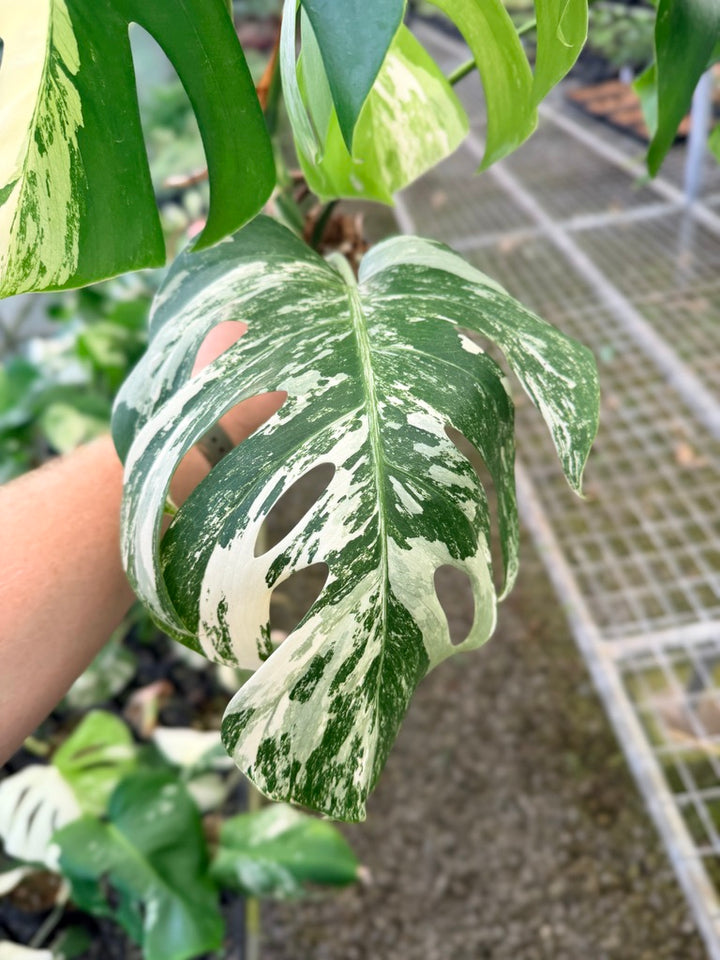 Handpicked #134 - Monstera Deliciosa Borsigiana Variegated Albo