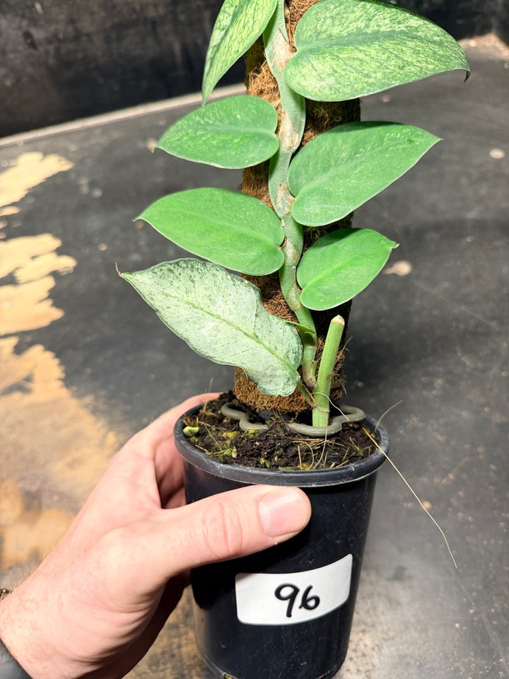 Handpicked #96 - Rhaphidophora Hongkongensis Mint Totem - 100mm Pot