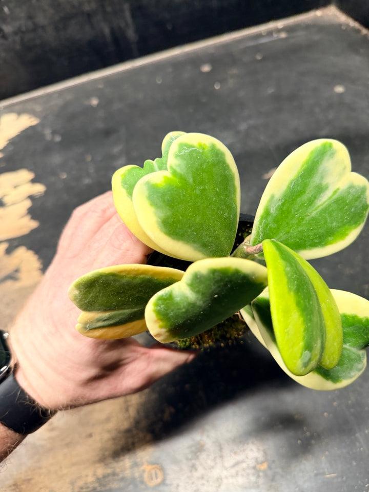 Handpicked #92 - Hoya Kerrii Albomarginata - 100mm Pot