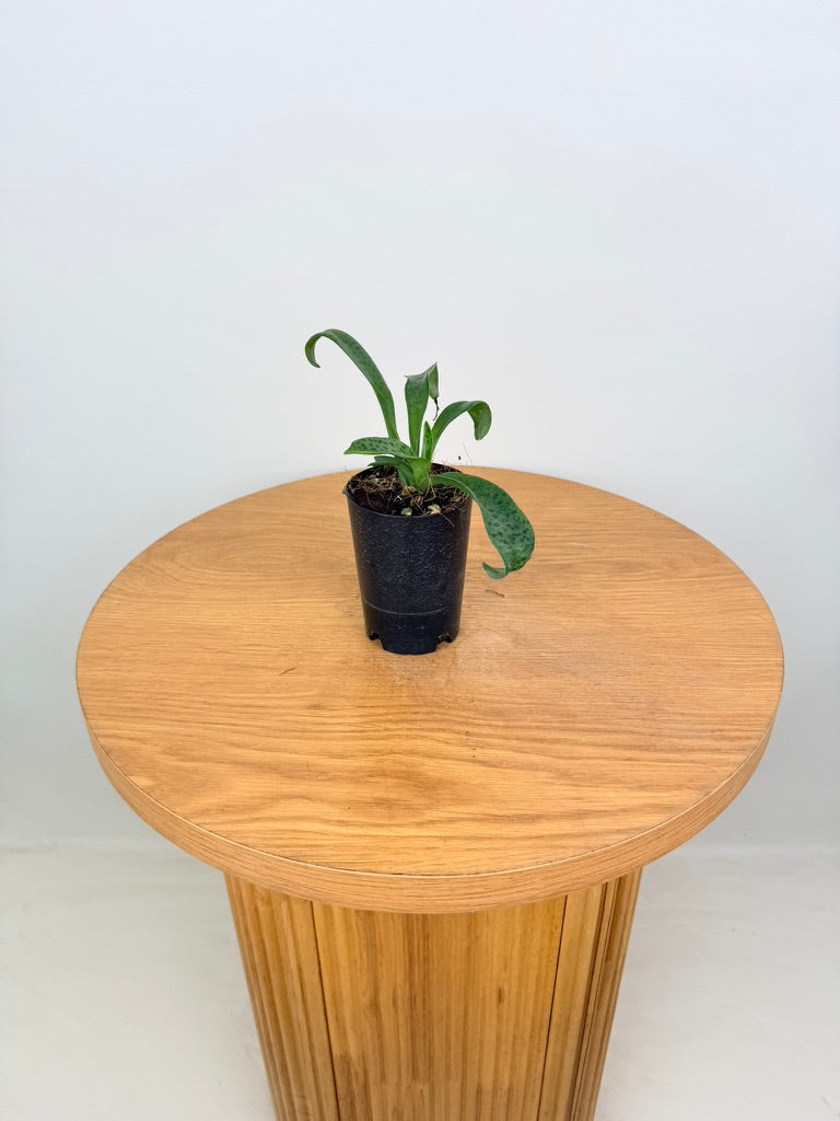 Ledebouria Petiolata - Leopard
