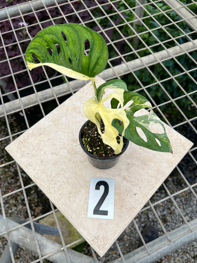 Monstera Adansonii Variegated Albo