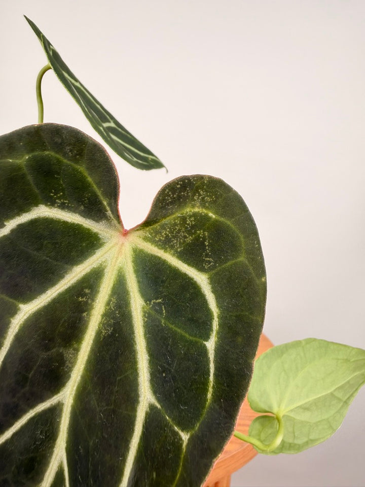 Anthurium Crystallinum X Anthurium NOID