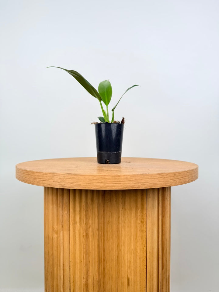 Philodendron Mexicanum