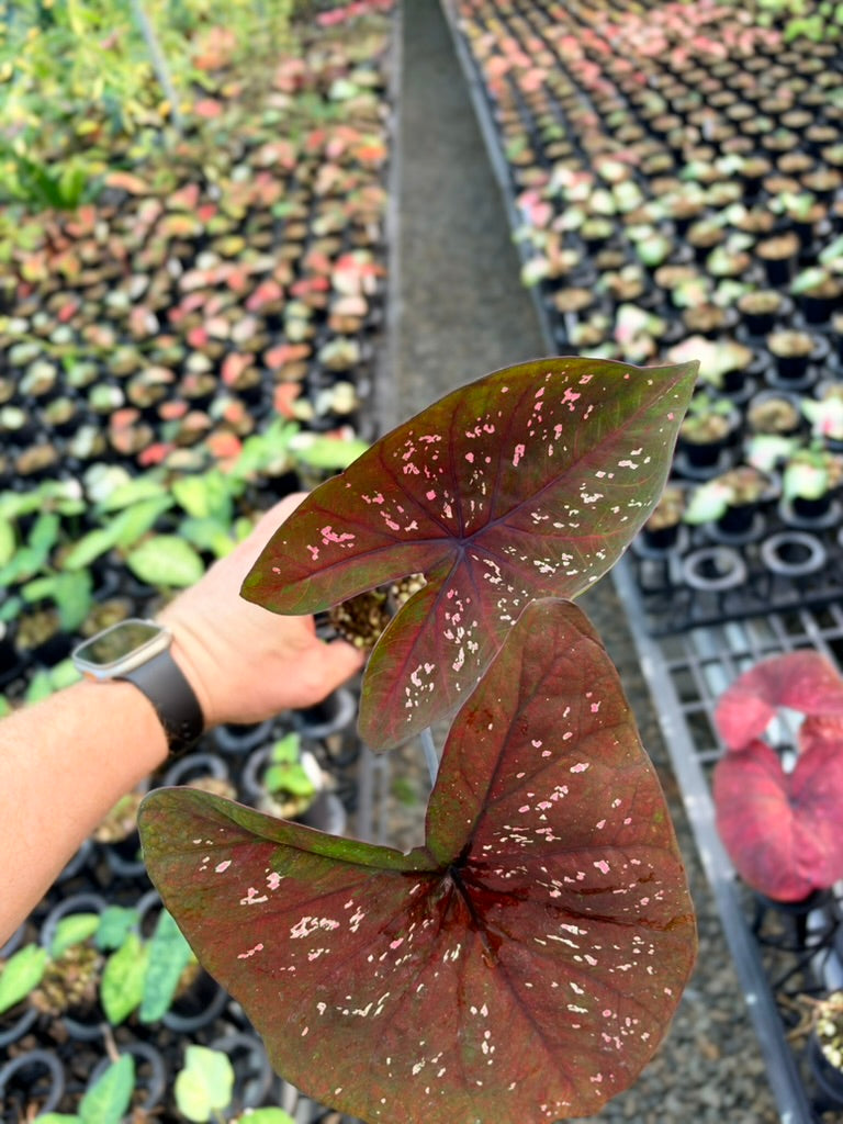 Handpicked #89 - Caladium Bicolor - NOID