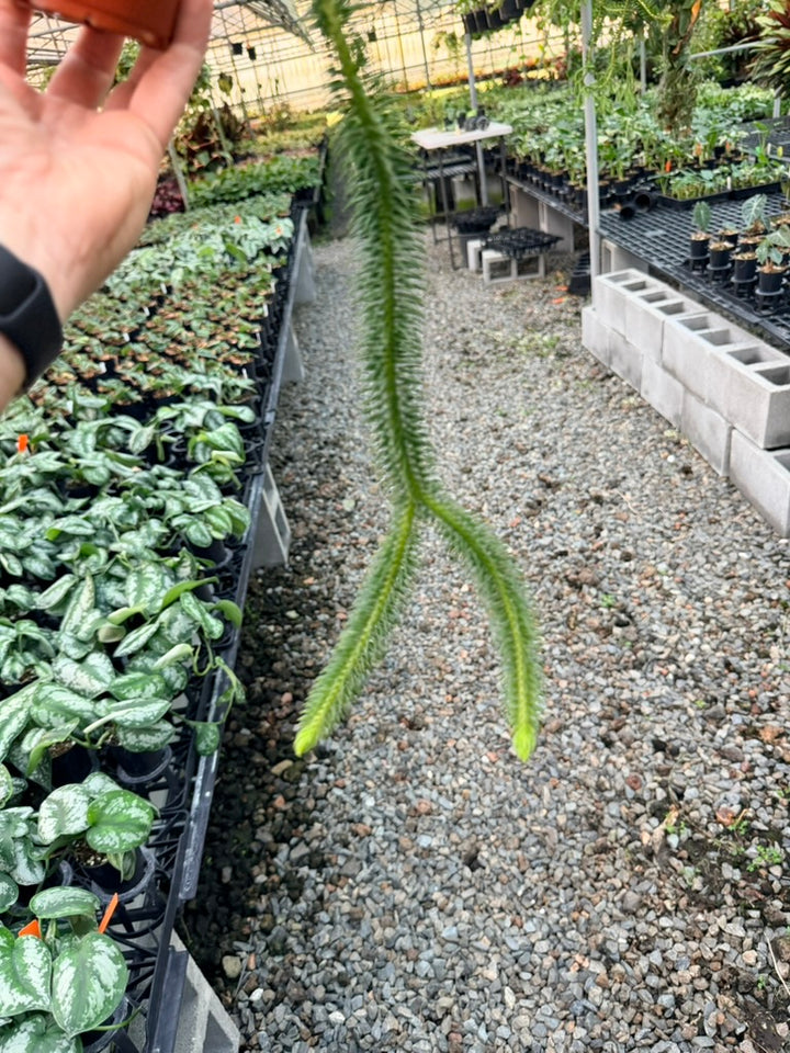 Handpicked #8 - Phlegmariurus squarrosus [Huperzia Squarrosa] - Thailand Large Rock Tassel Fern
