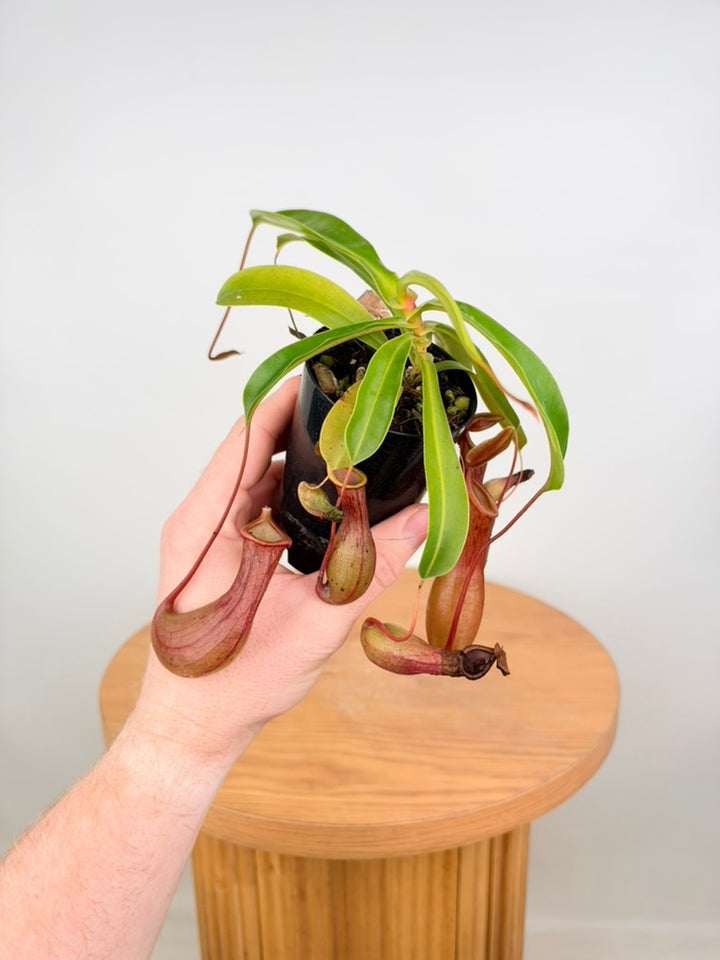 Nepenthes Alata