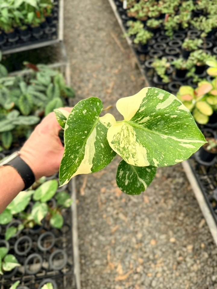 Handpicked #52 - Monstera Deliciosa - Thai Constellation