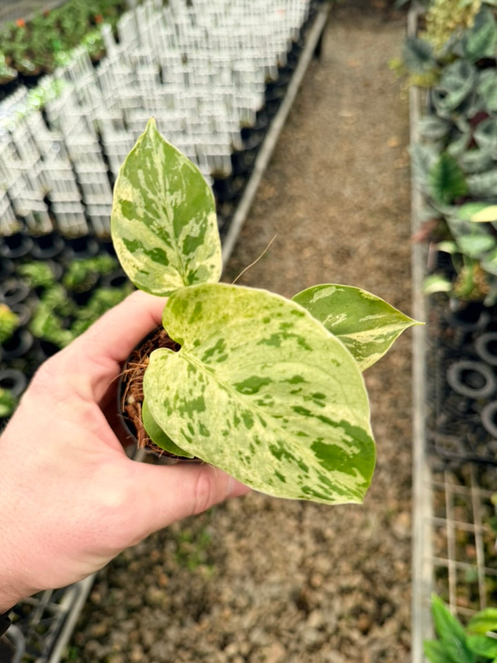 Handpicked #56 - Monstera Deliciosa - Bulbasaur