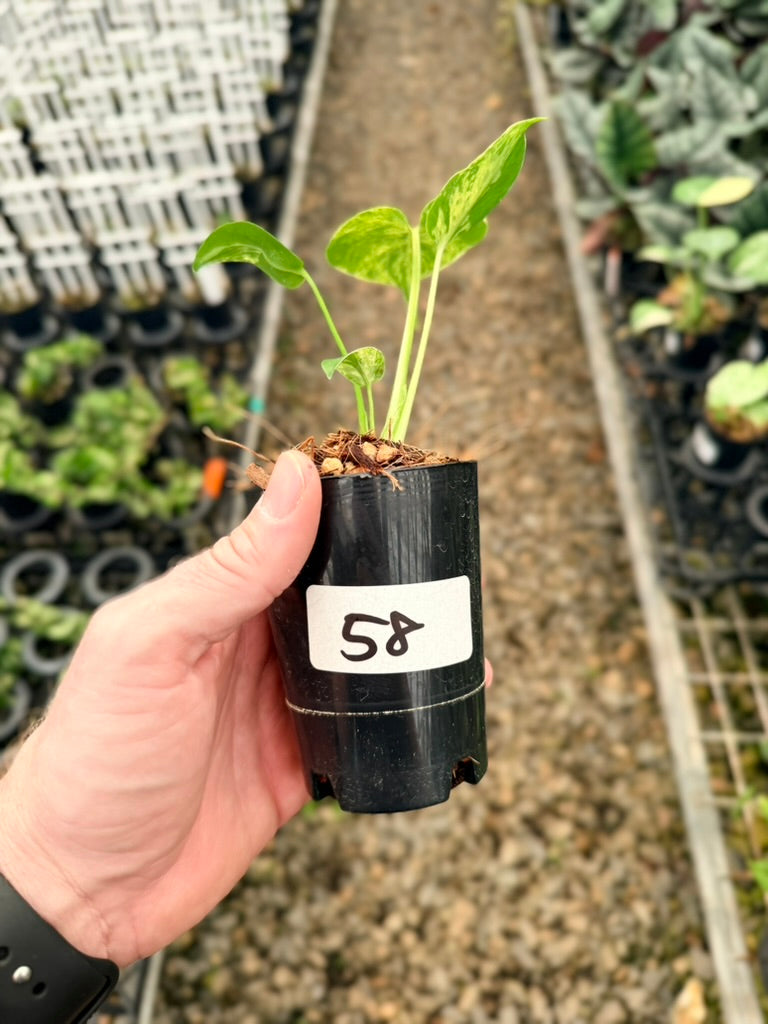 Handpicked #58 - Monstera Deliciosa - Bulbasaur
