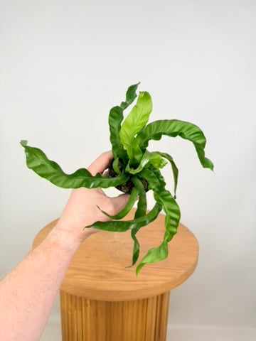 Asplenium Antiquum - Hurricane Fern