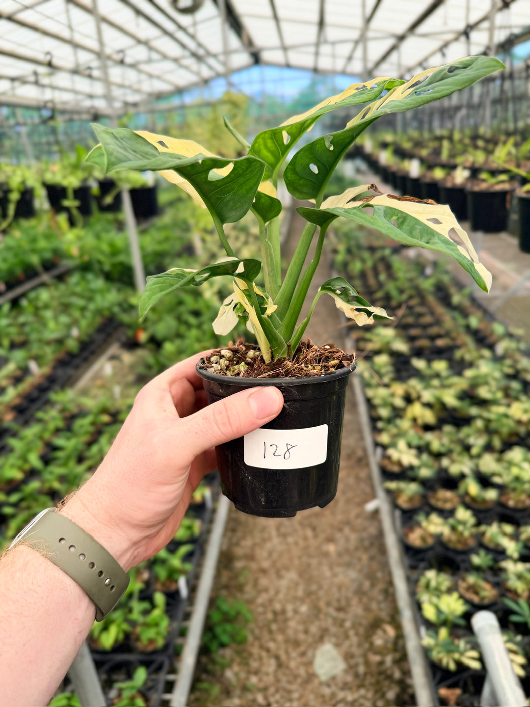 Handpicked #128 - Monstera Adansonii - Monkey Mask - Variegated Albo - Double Planted