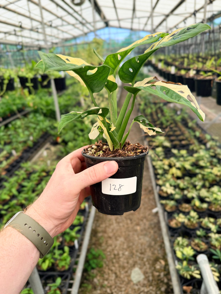Handpicked #128 - Monstera Adansonii - Monkey Mask - Variegated Albo - Double Planted