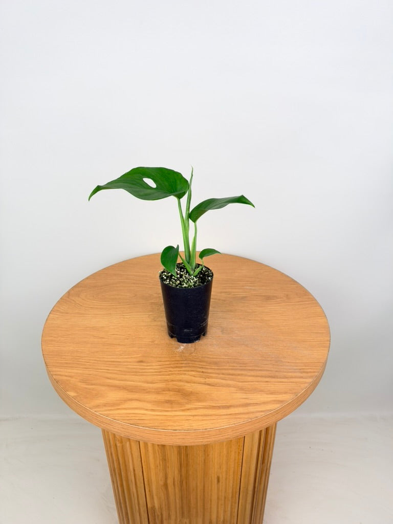 Monstera Deliciosa Var. Borsigiana X Laniata