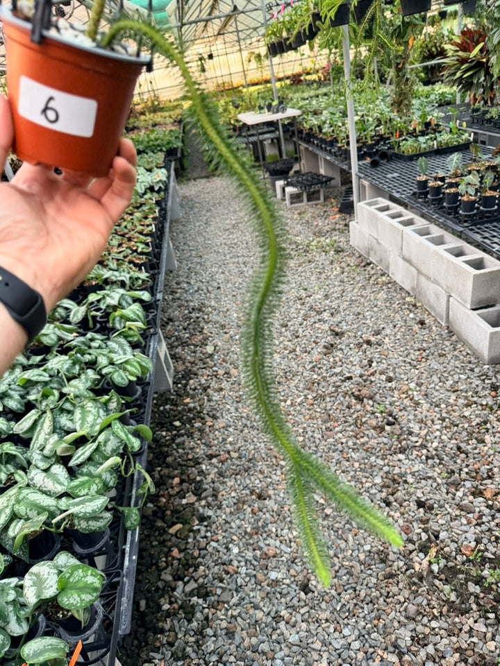 Handpicked #6 - Phlegmariurus squarrosus [Huperzia Squarrosa] - Thailand Large Rock Tassel Fern