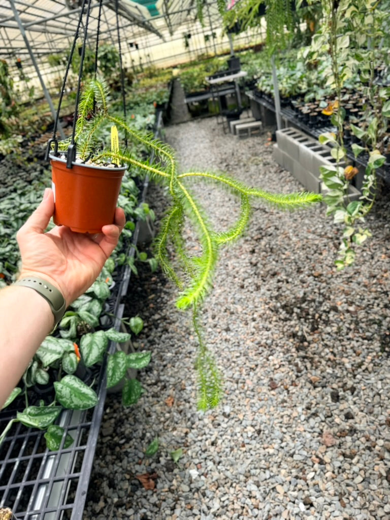 Handpicked #37 - Phlegmariurus squarrosus [Huperzia Squarrosa] - QLD Fine Rock Tassel Fern