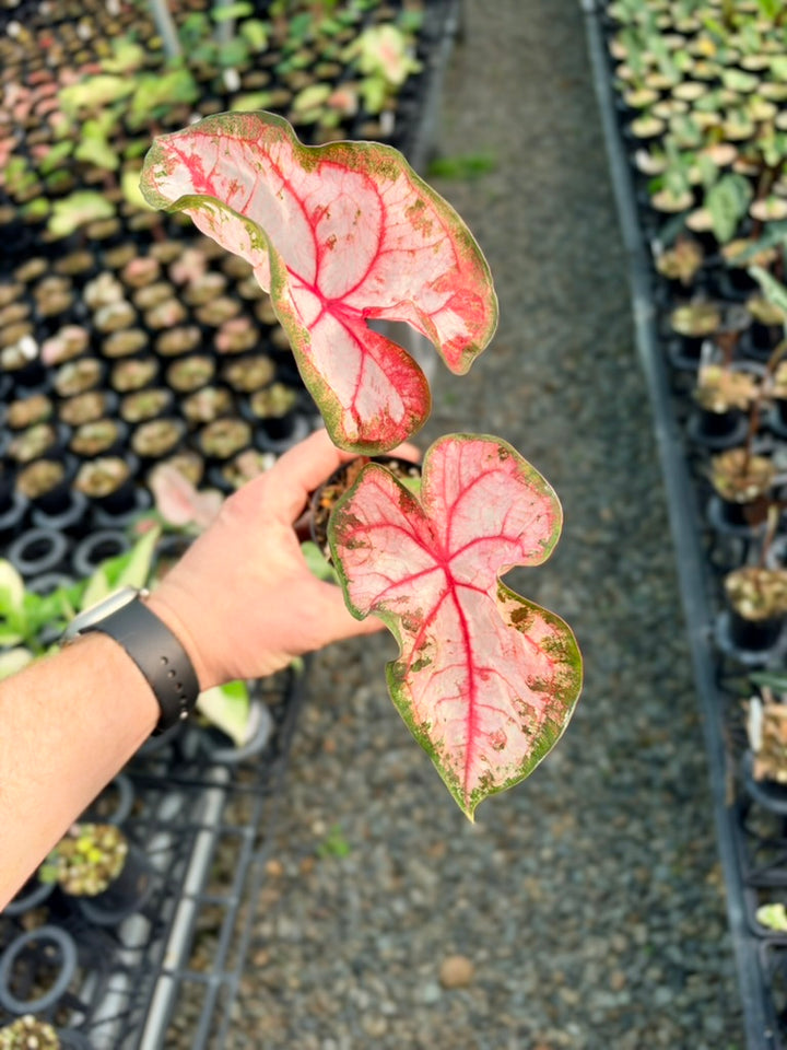 Handpicked #78 - Caladium Bicolor - Apple Blossom