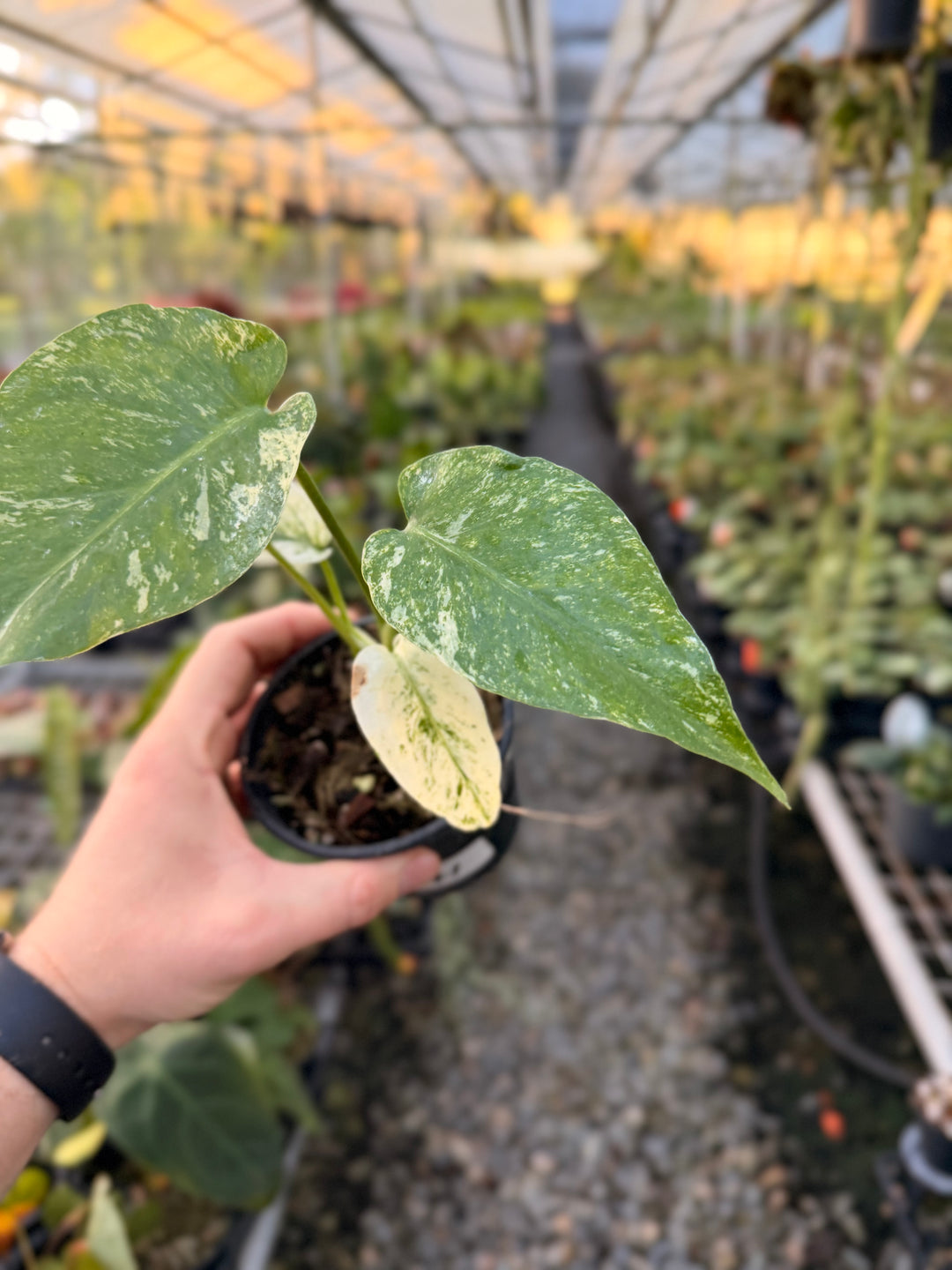 Handpicked #171 - Monstera Deliciosa Mint