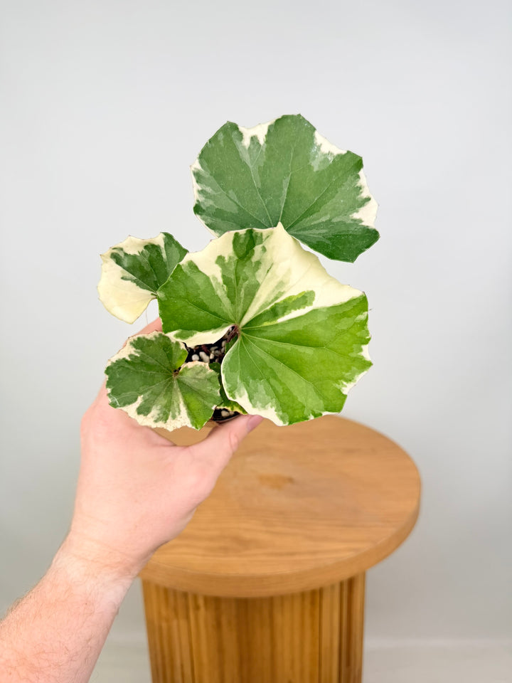 Farfugium Japonicum - Argenteum Variegata