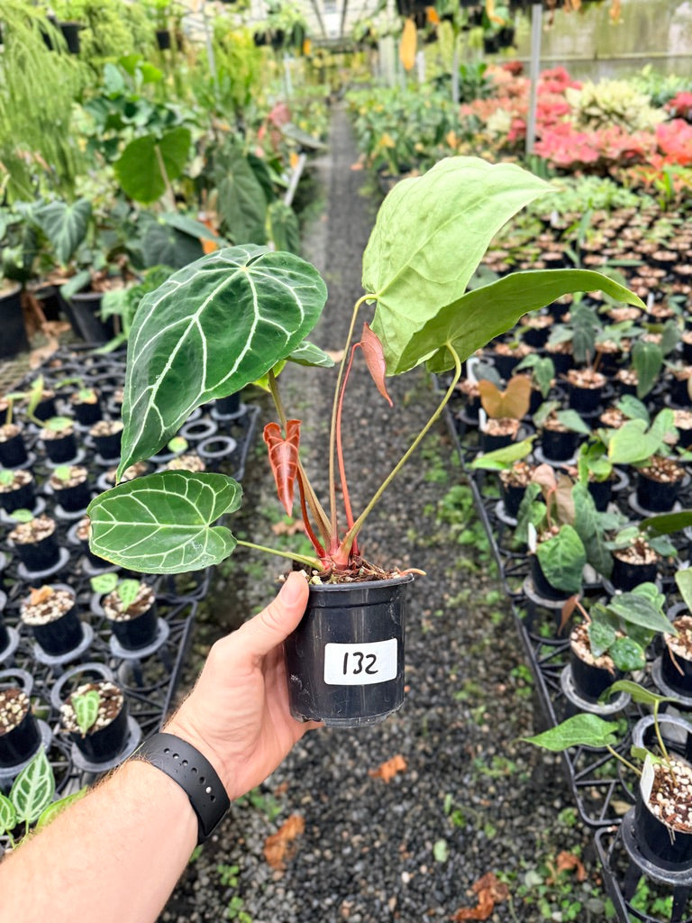 Handpicked #132 -  Anthurium Crystallinum - Multi Headed