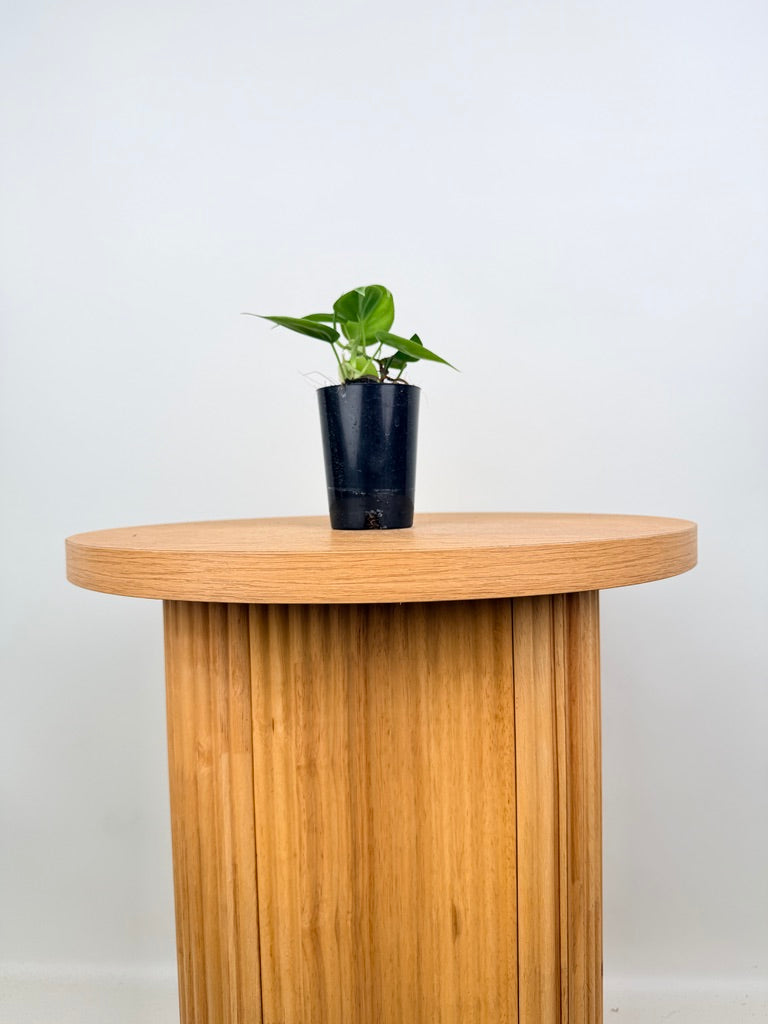 Philodendron Hederaceum Var. Oxycardium Heart Leaf - Green Form