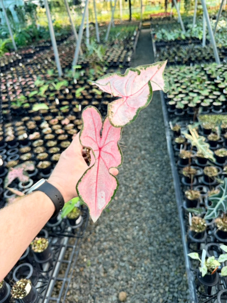 Handpicked #44 - Caladium Bicolor - Apple Blossom