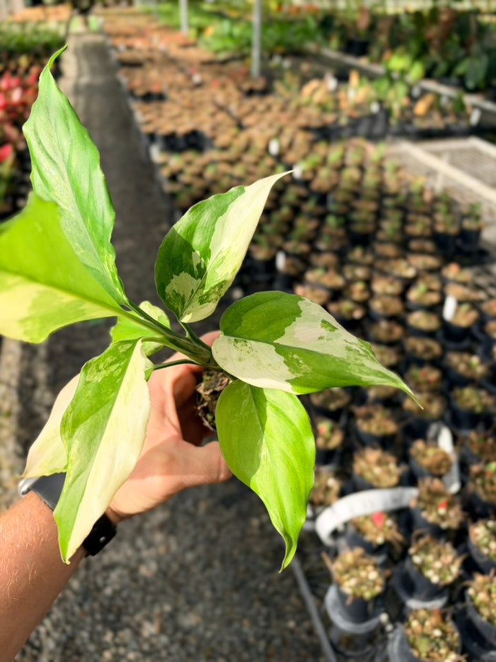 Handpicked #71 - Aglaonema Modestum Variegata