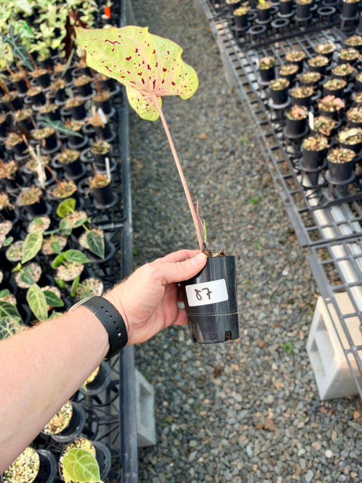 Handpicked #87 - Caladium Bicolor - Miss Muffet