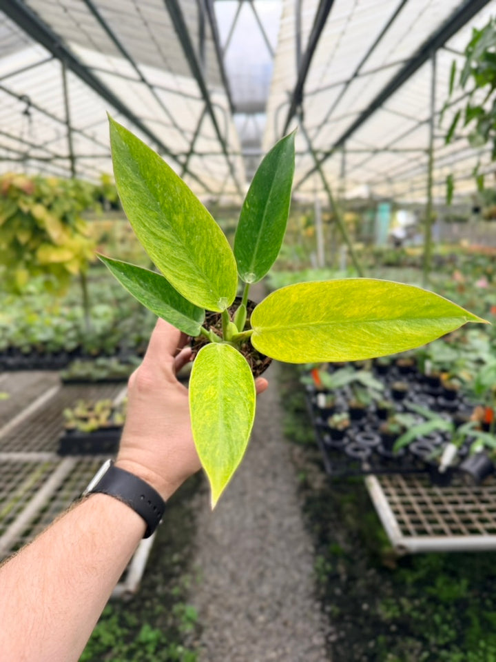 Philodendron Erubescens - Lemon Twist