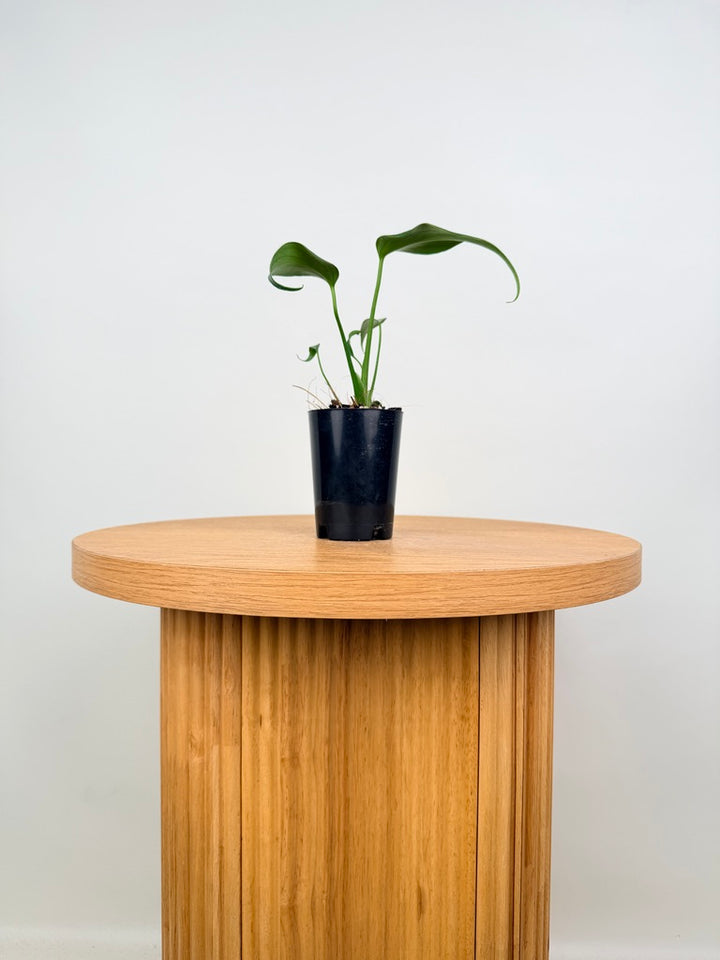 Monstera Burle Marx Flame