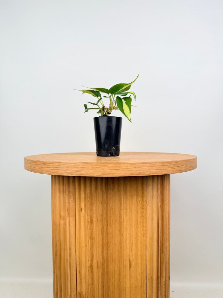 Philodendron Hederaceum Var. Oxycardium Cream Splash